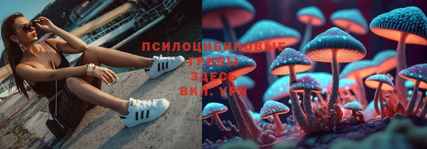 прущие грибы Бородино